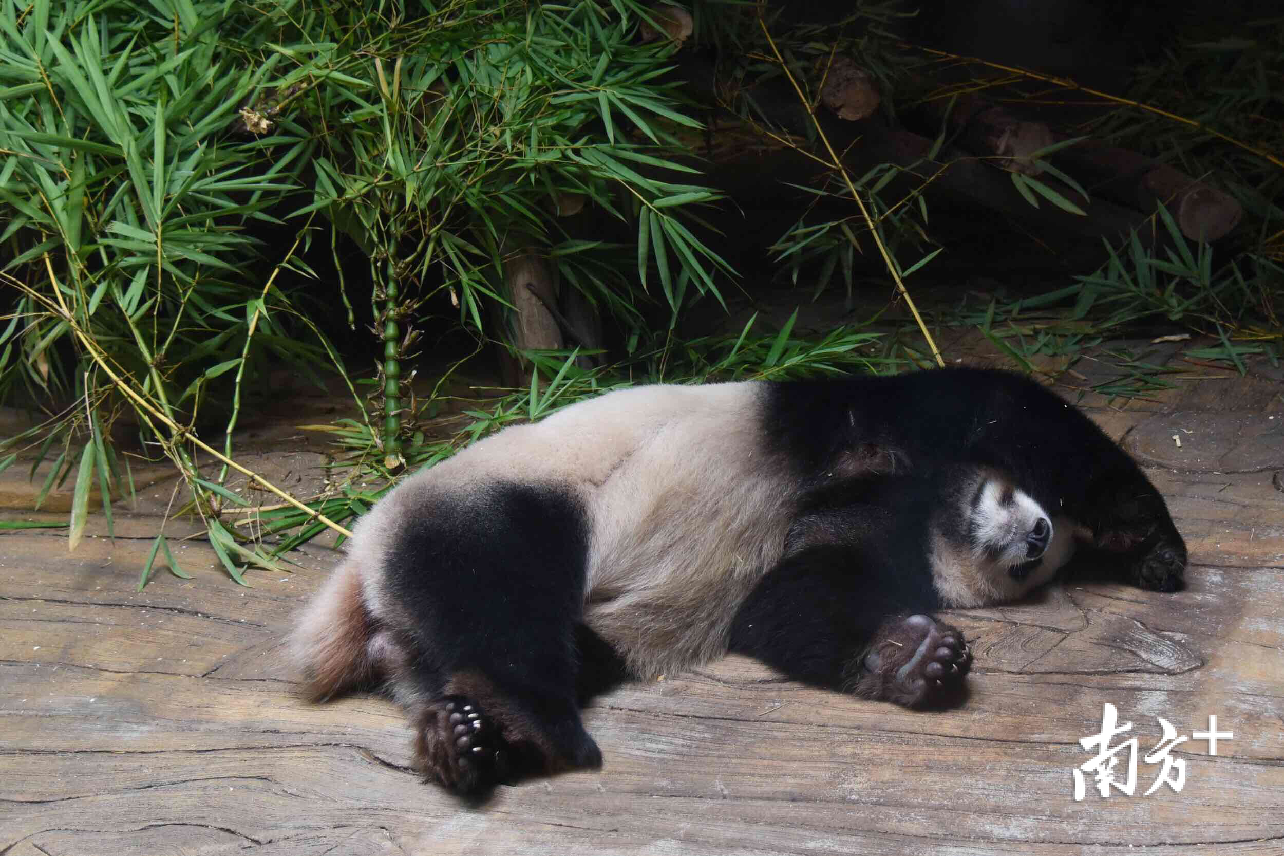 大熊猫的作息图片