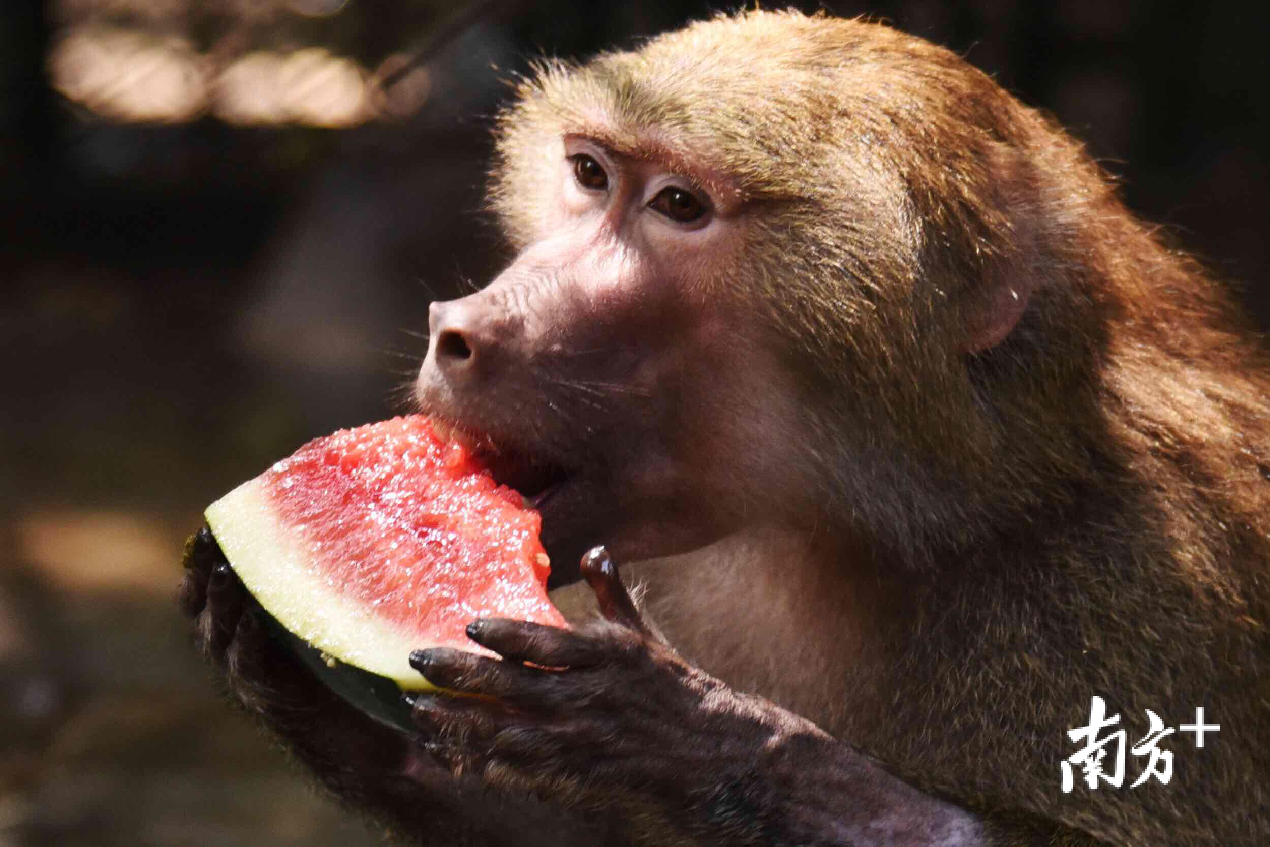 吹空调,吃西瓜,玩水……看动物"花式"避暑