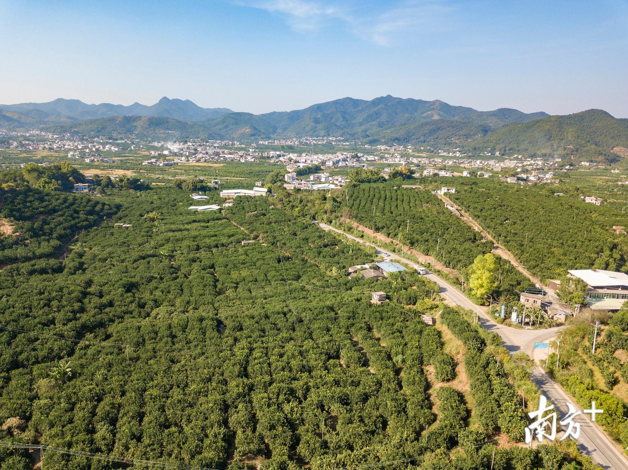 梅州市素有“金柚之乡”的美称。南方日报记者 何森垚 摄