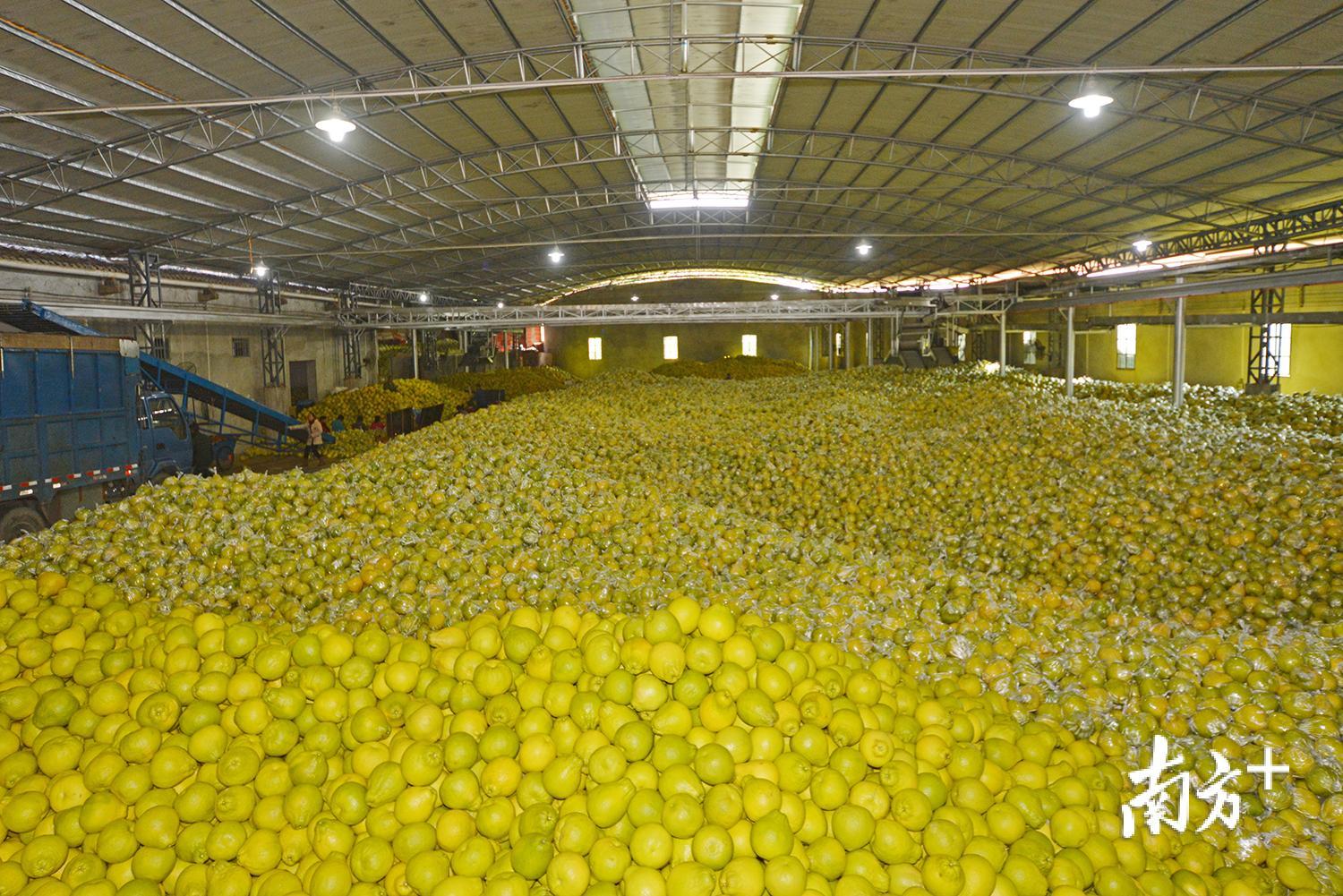 梅州市素有“金柚之乡”的美称。南方日报记者 何森垚 摄