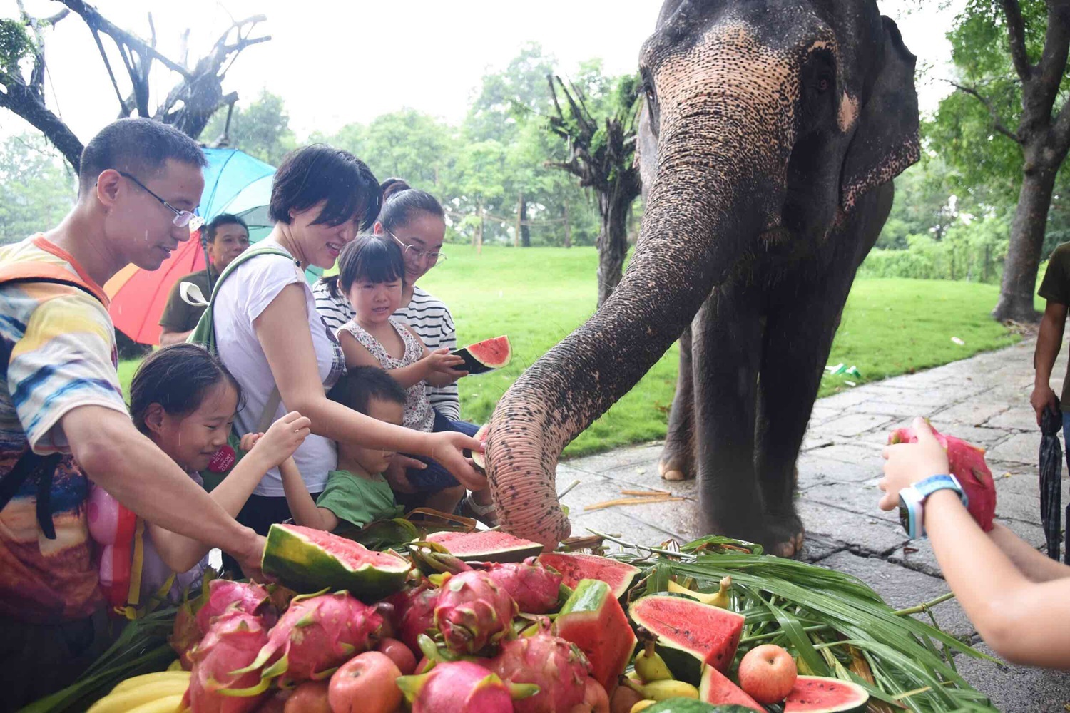 当天上午,工作人员为该园大象准备了香蕉,苹果,西瓜,火龙果等果蔬