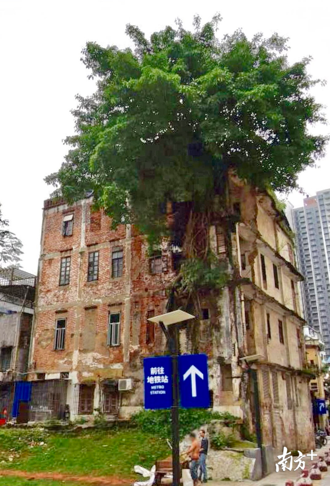 “树楼共生”奇观，修整树冠前后对比。