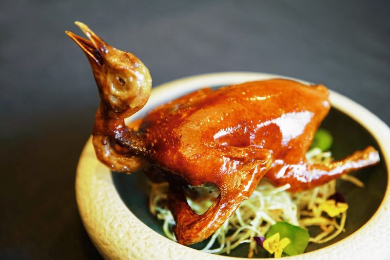 听说这只妙龄乳鸽会唱歌,老司机不淡定了