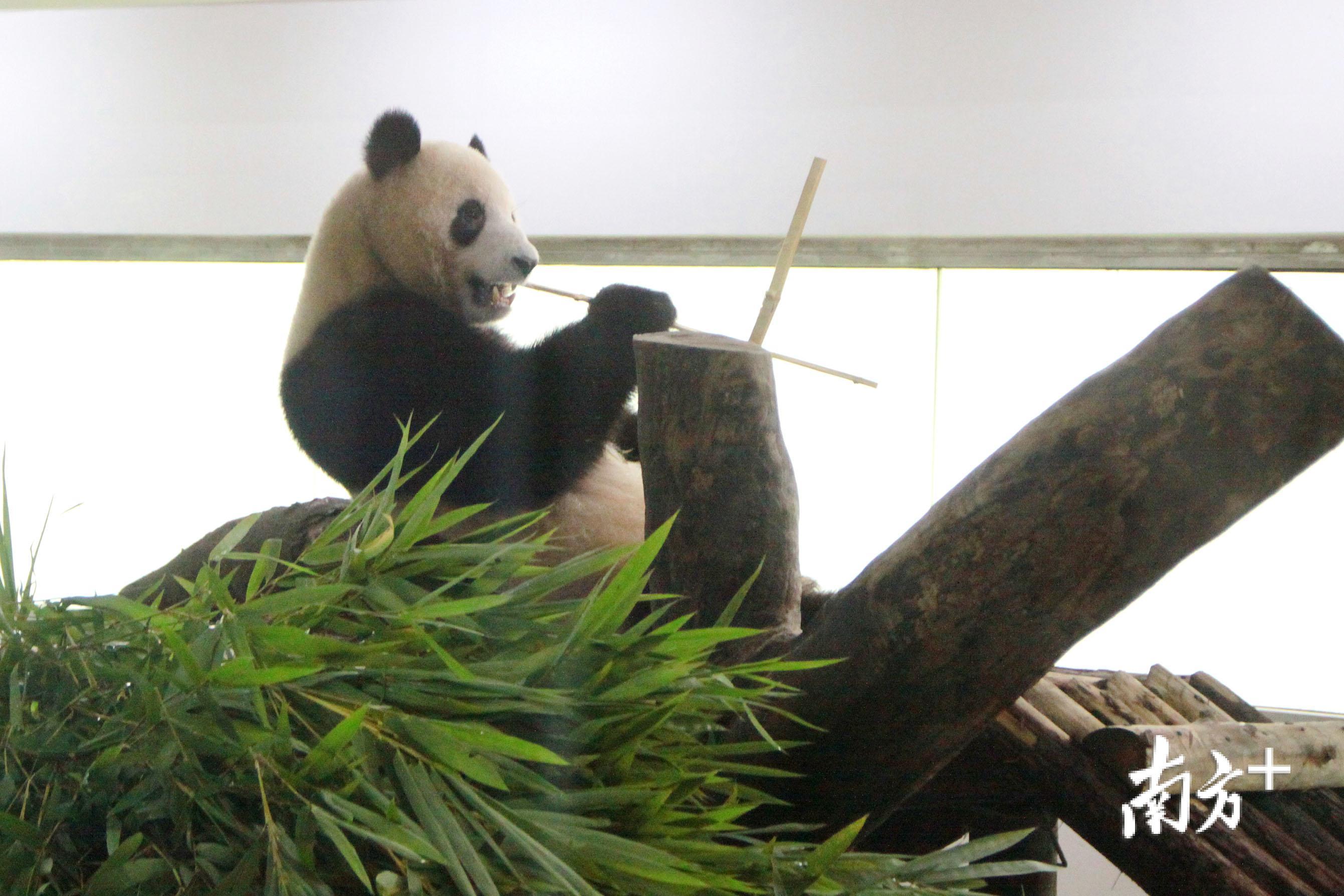 廣州動物園為五週歲生日的