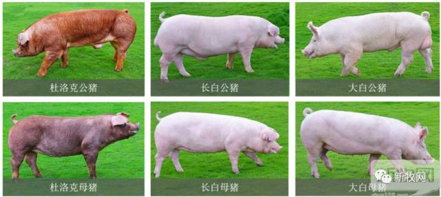 种猪销售市场现状及未来趋势分析