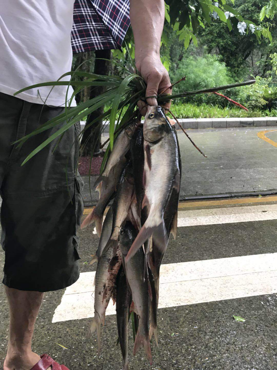 深圳暴雨,水庫洩洪,這些人卻去撈出了半米長的大魚…危險!