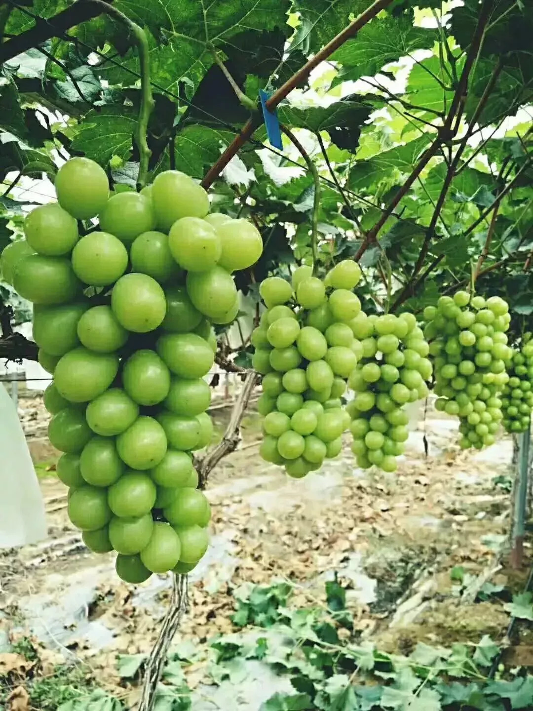 【乡村新闻官·清远播报⑧】佛冈楼下村范茂孝:绿色无公害葡萄,5-12月