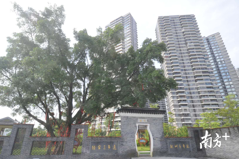 南方+记者 戴嘉信 摄