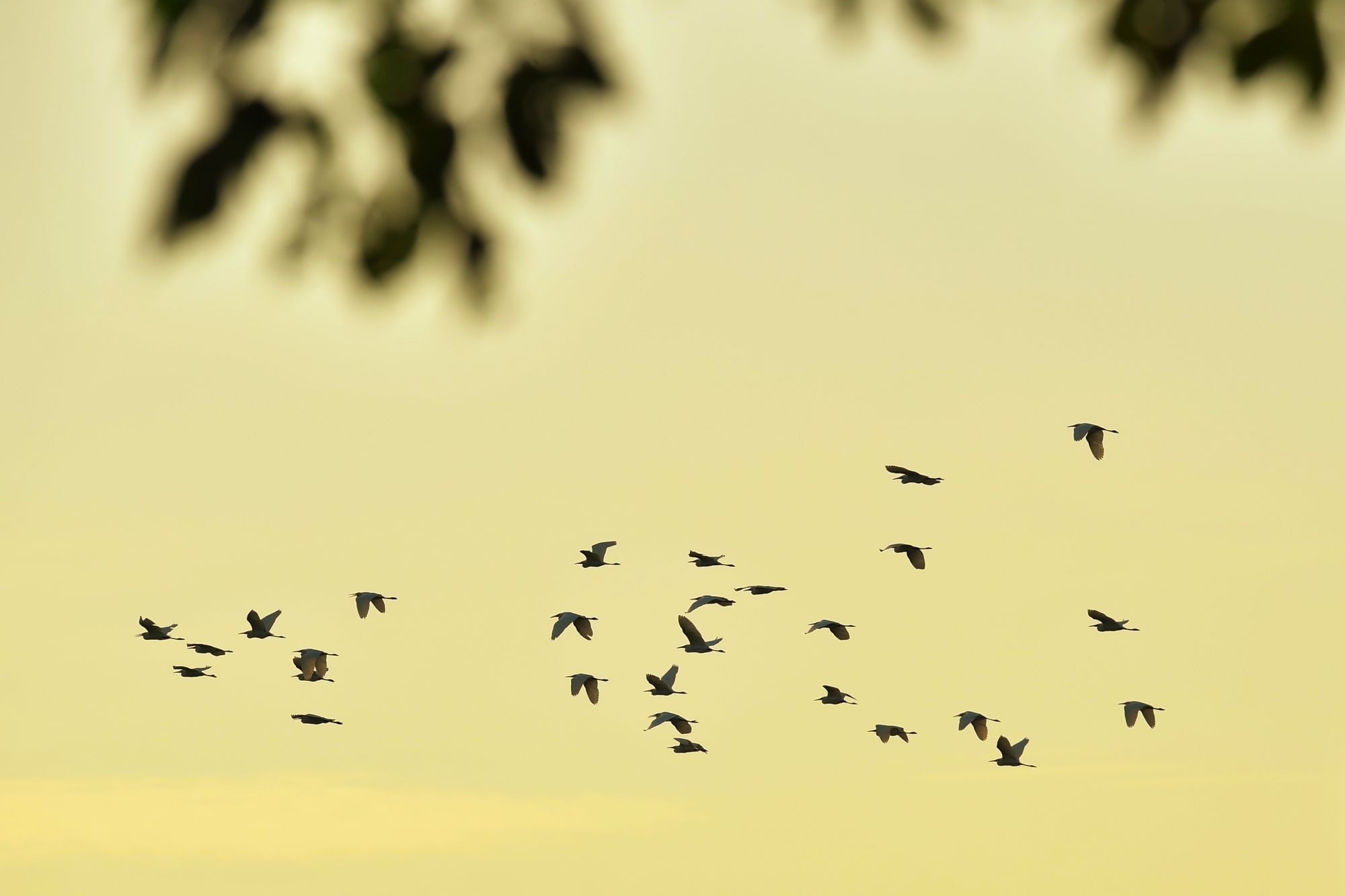 潭州水道上空,一群白鹭飞过。 潭州水道上空,一群白鹭飞过。