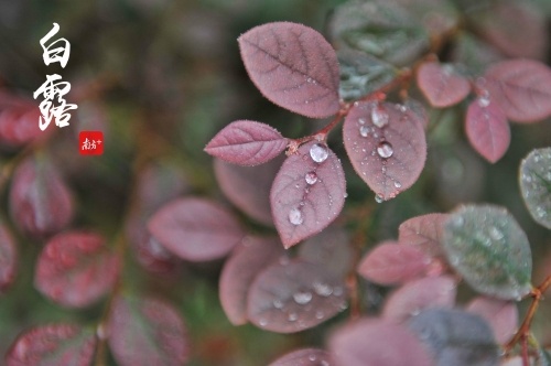 清风吹枕席,白露湿衣裳。白露节气后,天气转凉,大家要注意及时添衣保暖。 清风吹枕席,白露湿衣裳。白露节气后,天气转凉,大家要注意及时添衣保暖。