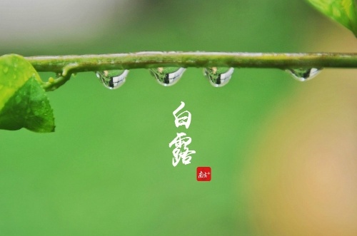 清透的露珠,轻轻一碰,瞬间透心凉。 清透的露珠,轻轻一碰,瞬间透心凉。