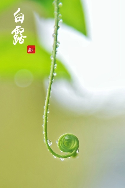 秋露附着在脆嫩的枝蔓上,清新可人,给佛山的秋增添不少活力。 秋露附着在脆嫩的枝蔓上,清新可人,给佛山的秋增添不少活力。