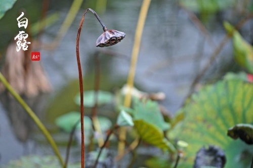 枯蝉傍依衰柳,秋风老了荷塘。仙涌村的池塘里,莲蓬渐渐归于秋的怀抱。 枯蝉傍依衰柳,秋风老了荷塘。仙涌村的池塘里,莲蓬渐渐归于秋的怀抱。