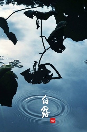 风池明月水,衰莲白露房。登洲村附近,残荷倒映水中,秋意更甚。 风池明月水,衰莲白露房。登洲村附近,残荷倒映水中,秋意更甚。