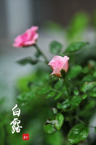 清晨,鲜花在露珠的映衬下更显娇艳。 清晨,鲜花在露珠的映衬下更显娇艳。