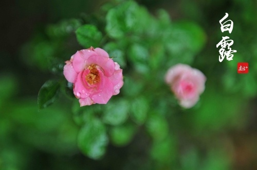 白露凋花花不残,凉风吹叶叶初乾。陈村花卉世界里,部分鲜花已沾染上秋的气息。 白露凋花花不残,凉风吹叶叶初乾。陈村花卉世界里,部分鲜花已沾染上秋的气息。