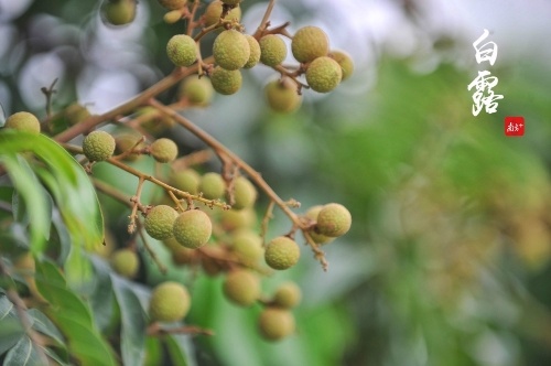 南庄紫南村里的龙眼树果实硕硕。 南庄紫南村里的龙眼树果实硕硕。