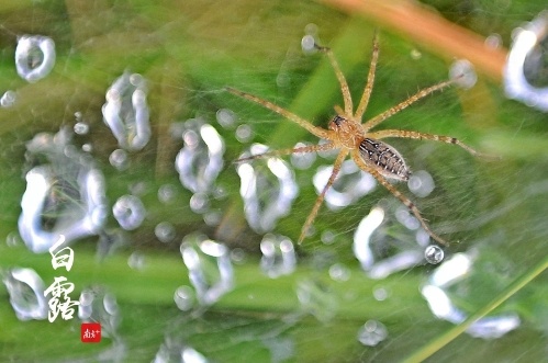 天高气爽,小蜘蛛也出来秋游啦。 天高气爽,小蜘蛛也出来秋游啦。