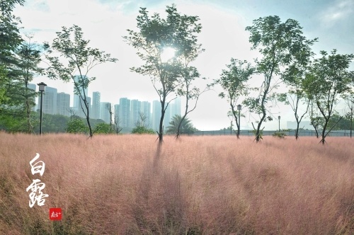 登州村附近,粉色的乱子草在秋日里明媚。 登州村附近,粉色的乱子草在秋日里明媚。