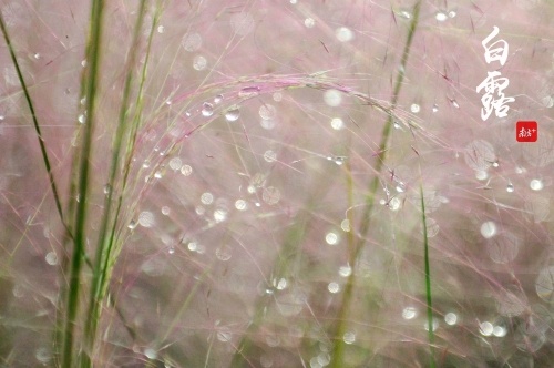 白露清润,但白露节气却容易“秋燥”伤人。 白露清润,但白露节气却容易“秋燥”伤人。