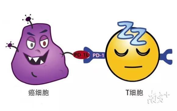 鼻咽癌细胞表达 PD-L1 ，逃避机体免疫细胞攻击。