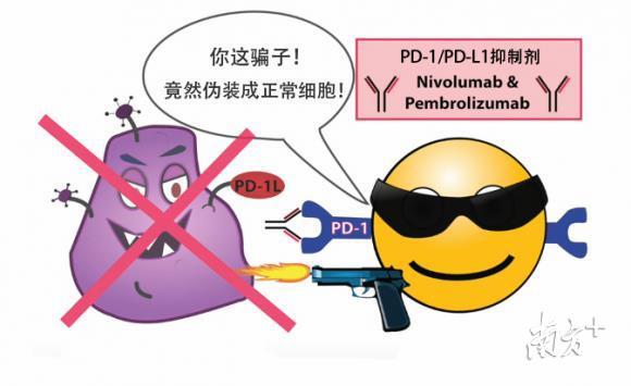 PD-1/PD-L1 抑制剂解除机体免疫抑制状态，免疫细胞得以杀灭肿瘤细胞。
