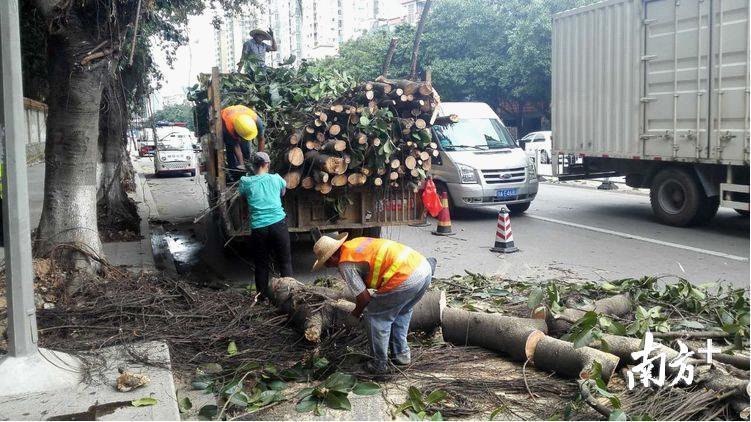 京溪街组织绿化养护单位修剪主次干道存在安全隐患的绿化树，做好防台风准备。