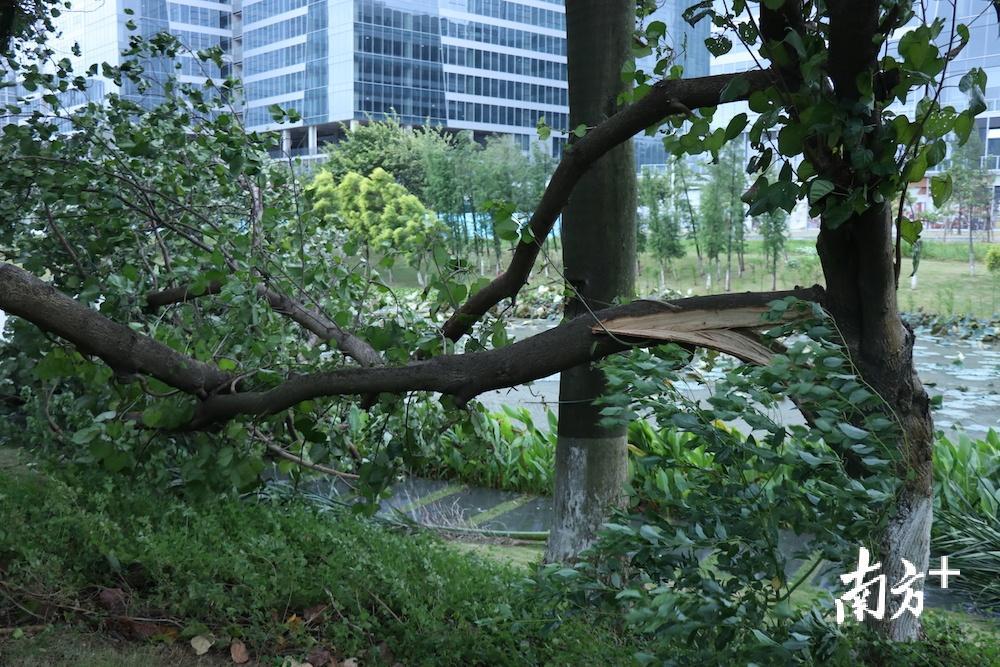 南沙骏景花园附近的树枝被风折断