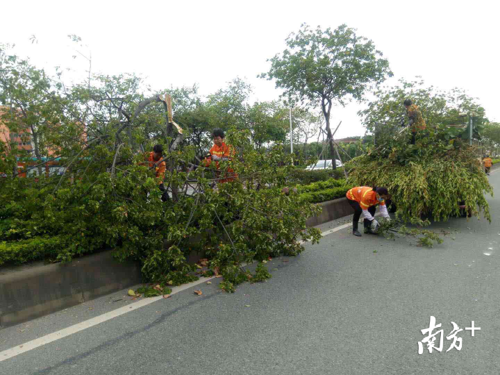 市政工人开始清理路边清理吹倒的乔木。通讯员供图