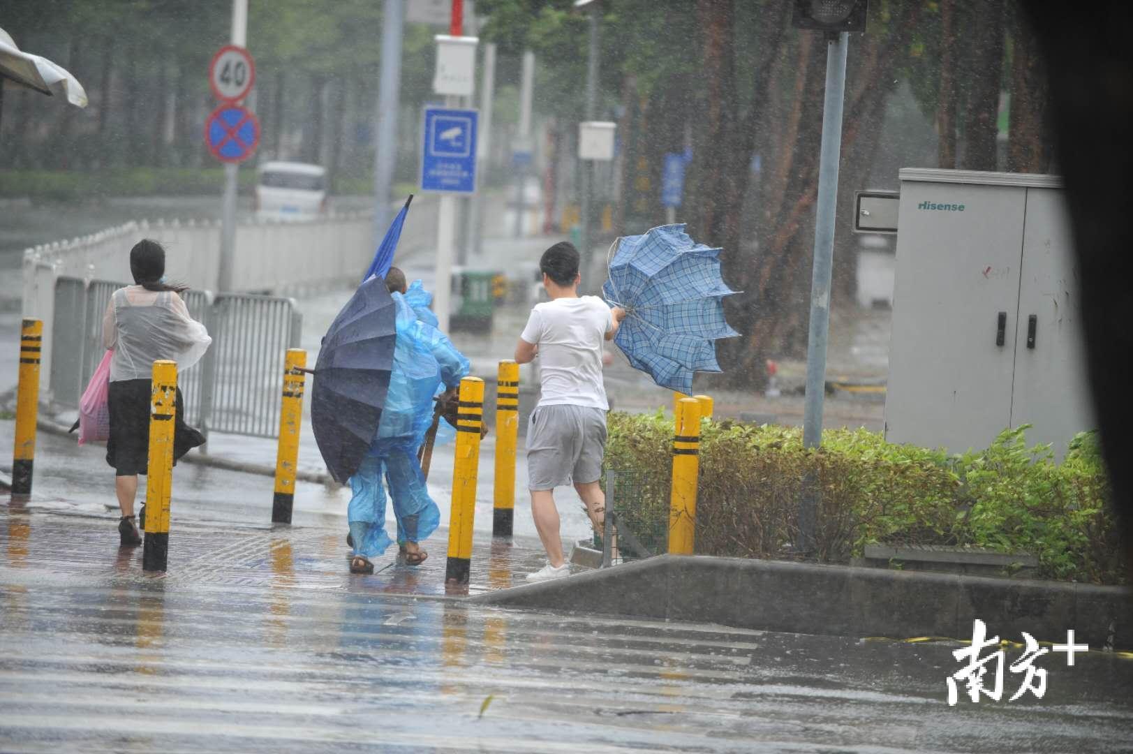 多图直击|大风 暴雨已经到佛山,大树伏倒,行人举步维艰