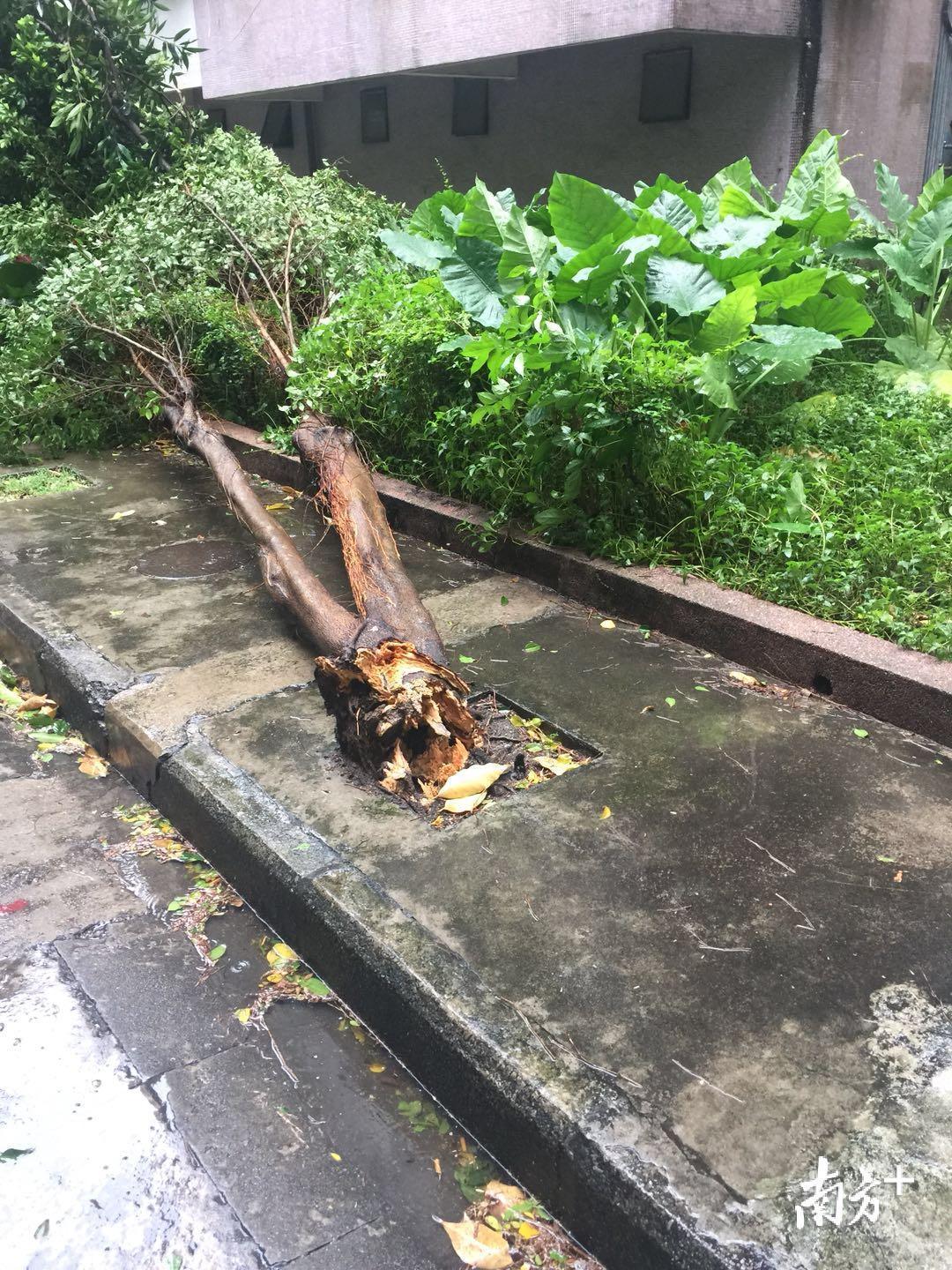 禅城区内不少小区,街道两旁的树木倒伏,市民尽量不要出门,须处处小心.