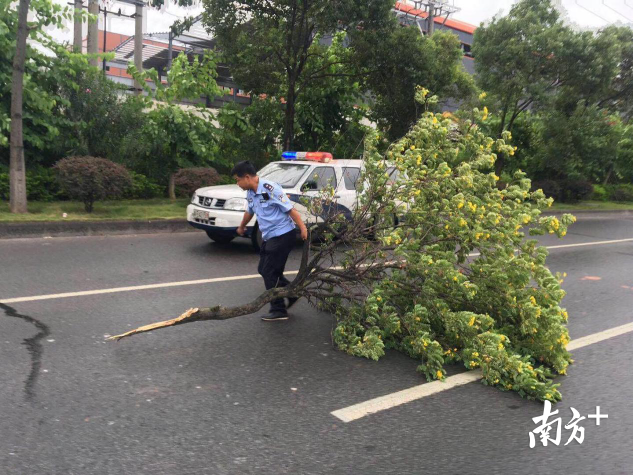 随着风势增强,三水多处主干道出现树木被大风吹倒。在南丰大道、黄南路上,三水交警正在清理倒下的树木。 随着风势增强,三水多处主干道出现树木被大风吹倒。在南丰大道、黄南路上,三水交警正在清理倒下的树木。