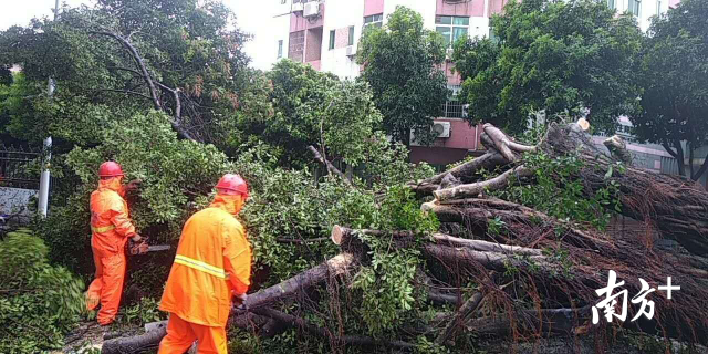 西南街道市政工作人员在清理倒伏树木。 西南街道市政工作人员在清理倒伏树木。