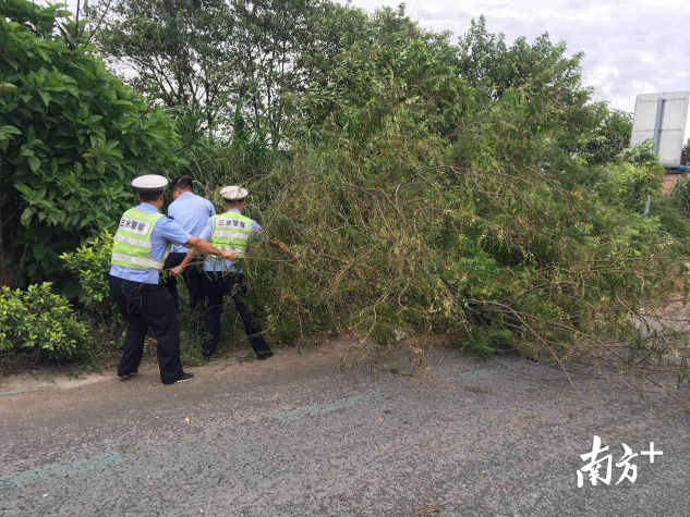 三水警察正在清理路道倒下的树木。 三水警察正在清理路道倒下的树木。