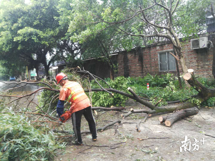 应急抢险人员处理倒伏树、断树。 应急抢险人员处理倒伏树、断树。