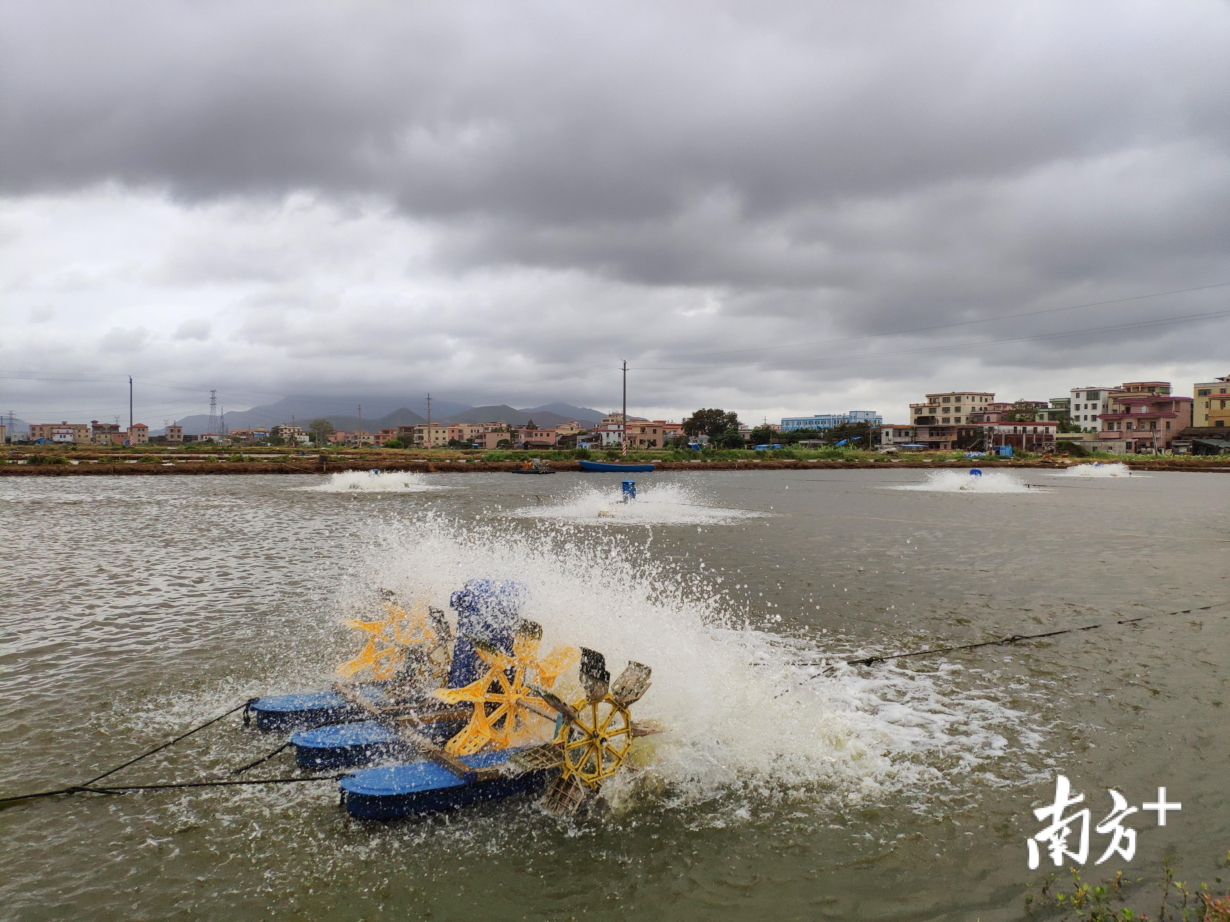 珠海斗门新沙村的鱼塘,供氧机搅动,泛起灵动的水花。 珠海斗门新沙村的鱼塘,供氧机搅动,泛起灵动的水花。