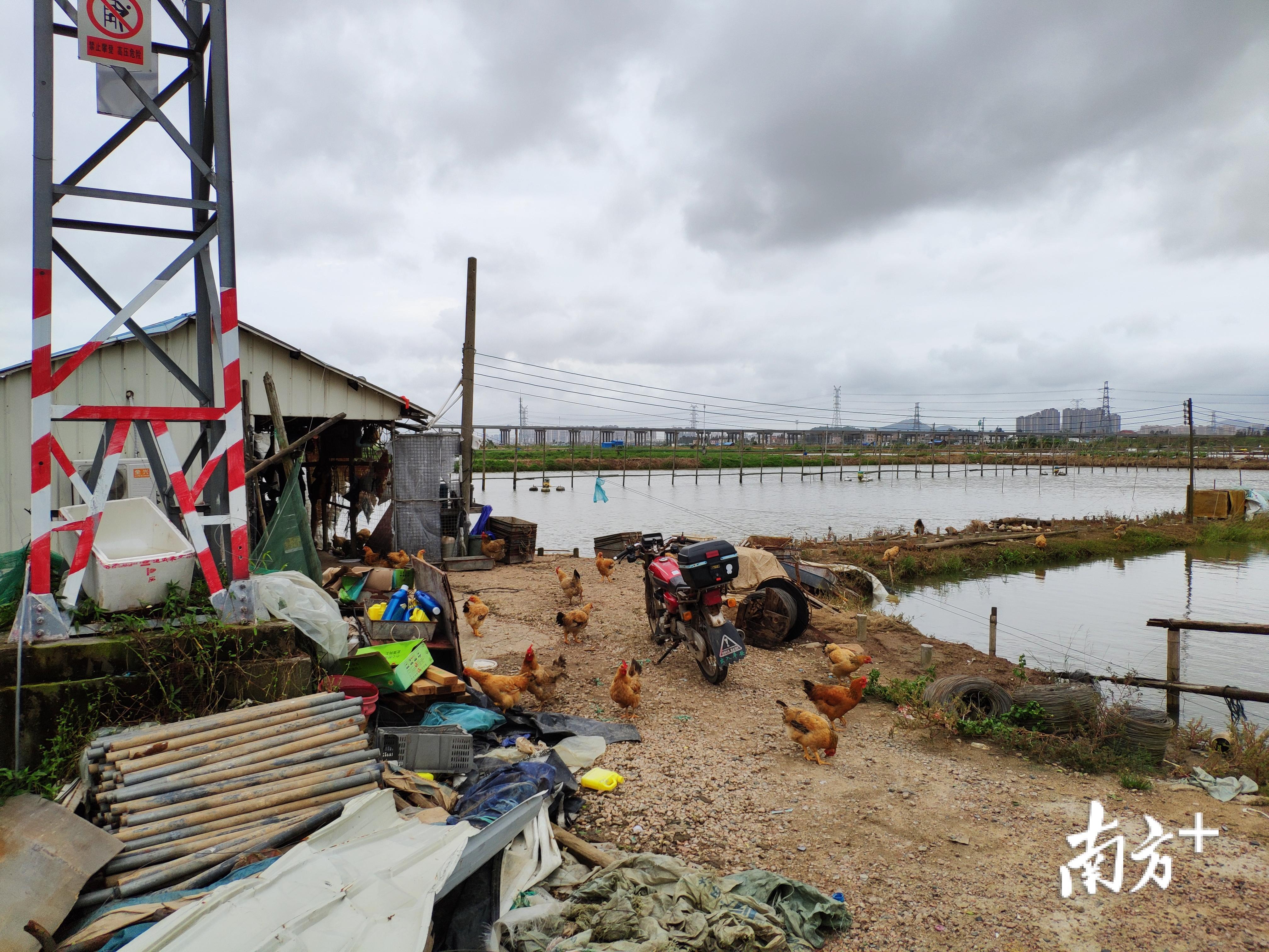 新沙村3500亩的鱼塘上,鸡犬之声相闻,几乎恢复了往日的平静。 新沙村3500亩的鱼塘上,鸡犬之声相闻,几乎恢复了往日的平静。