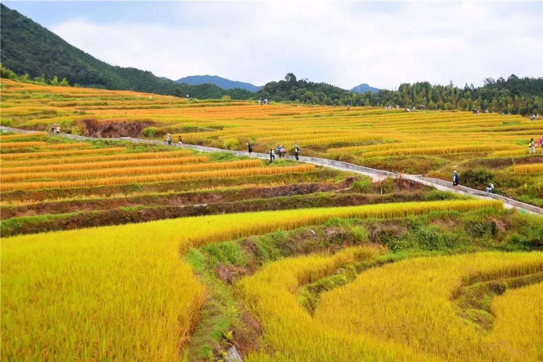 乡村旅游季丨清远这片梯田迎来最佳观赏期错过等一年