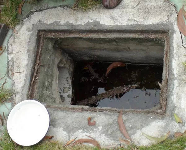 常见白纹伊蚊孳生地类型