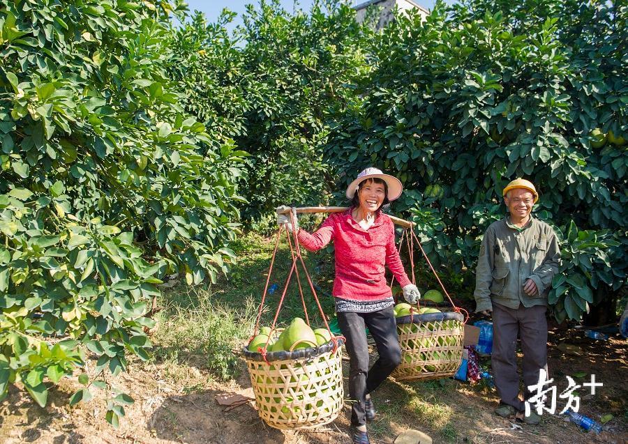 柚农挑着装满柚子的箩筐走出柚园,脸上露出丰收的喜悦.(何森垚 摄)
