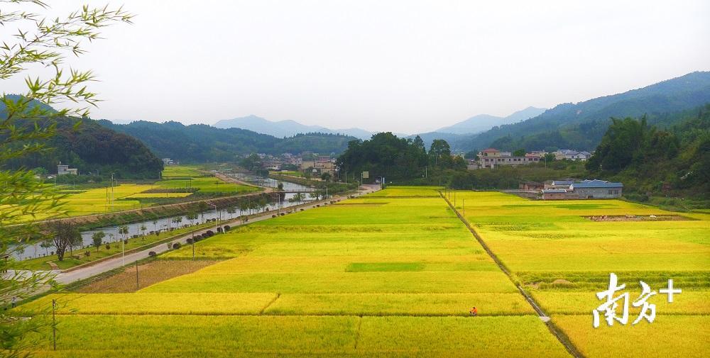 优质稻丰收时，平远大地一片金黄。（资料图）