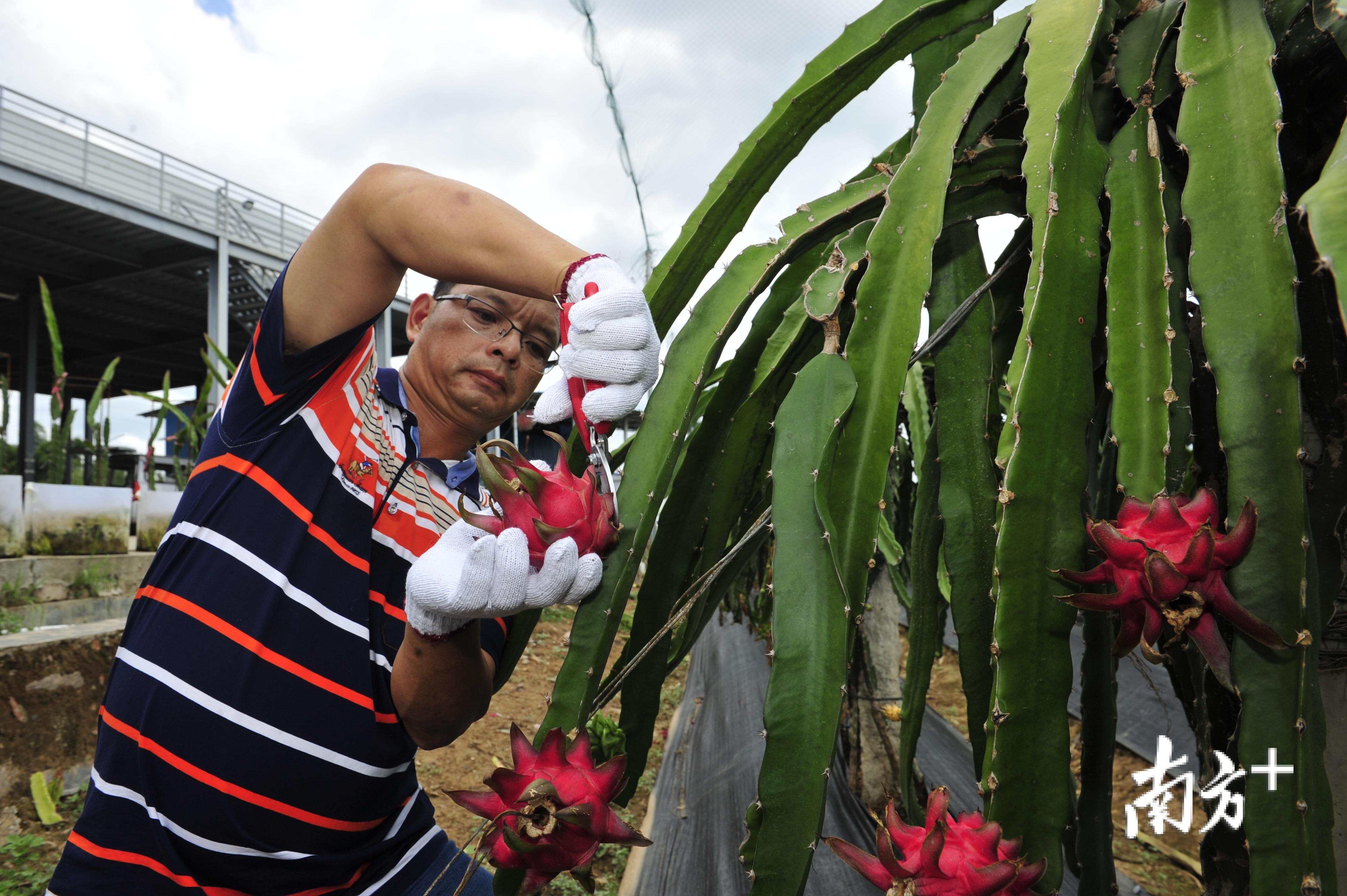 兴宁市龙田镇千亩火龙果基地里,工作人员将红通通的火龙果采摘下来.