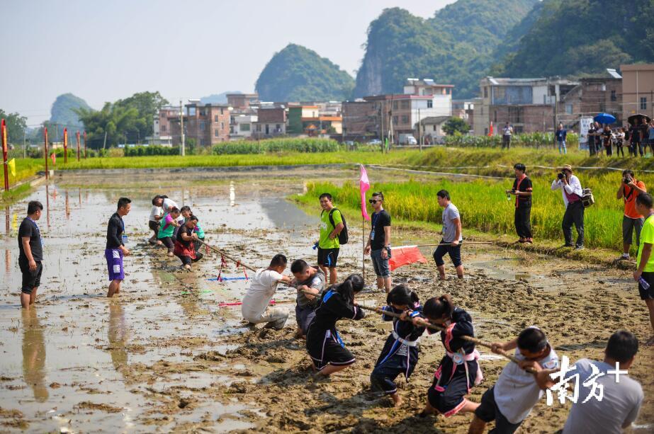 群众和游客在泥浆田上赛拔河，共同欢度广东首届“中国农民丰收节”清远分会场暨连南县2018年“稻田鱼文化节”。 南方全媒体记者 曾亮超 摄