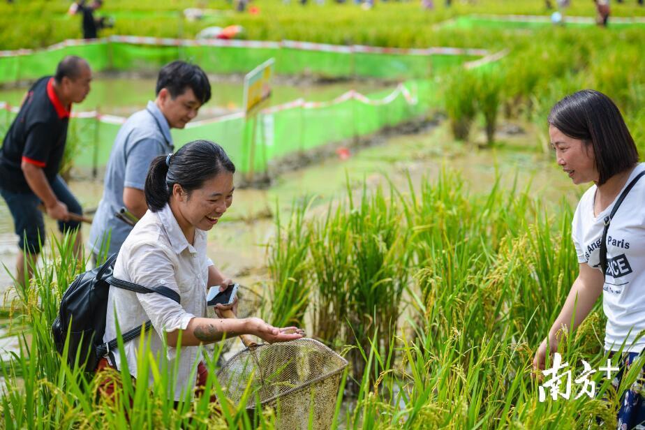 众多来自珠三角的游客挽起衣袖卷起裤脚，赤脚奔跑在田间追逐稻田鱼，妙趣横生。 南方全媒体记者 曾亮超 摄