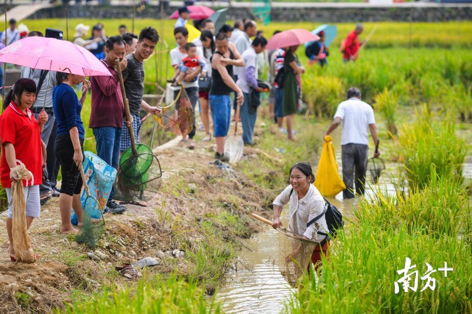 众多来自珠三角的游客挽起衣袖卷起裤脚，赤脚奔跑在田间追逐稻田鱼，妙趣横生。  南方全媒体记者 曾亮超 摄
