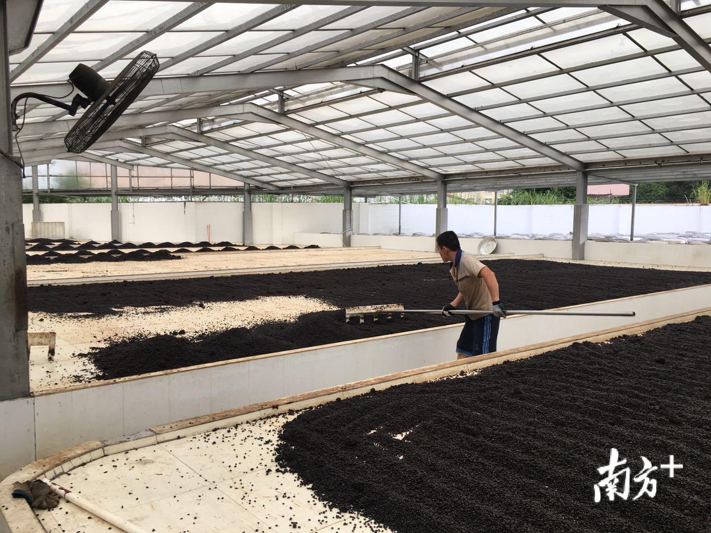 工人在晒场整理发酵后的黑豆。南方日报记者 张俊 摄
