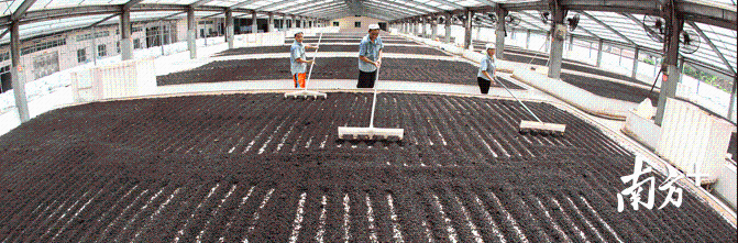 晾晒场，工人用工具铺匀黑豆使其自然晒干。资料图。