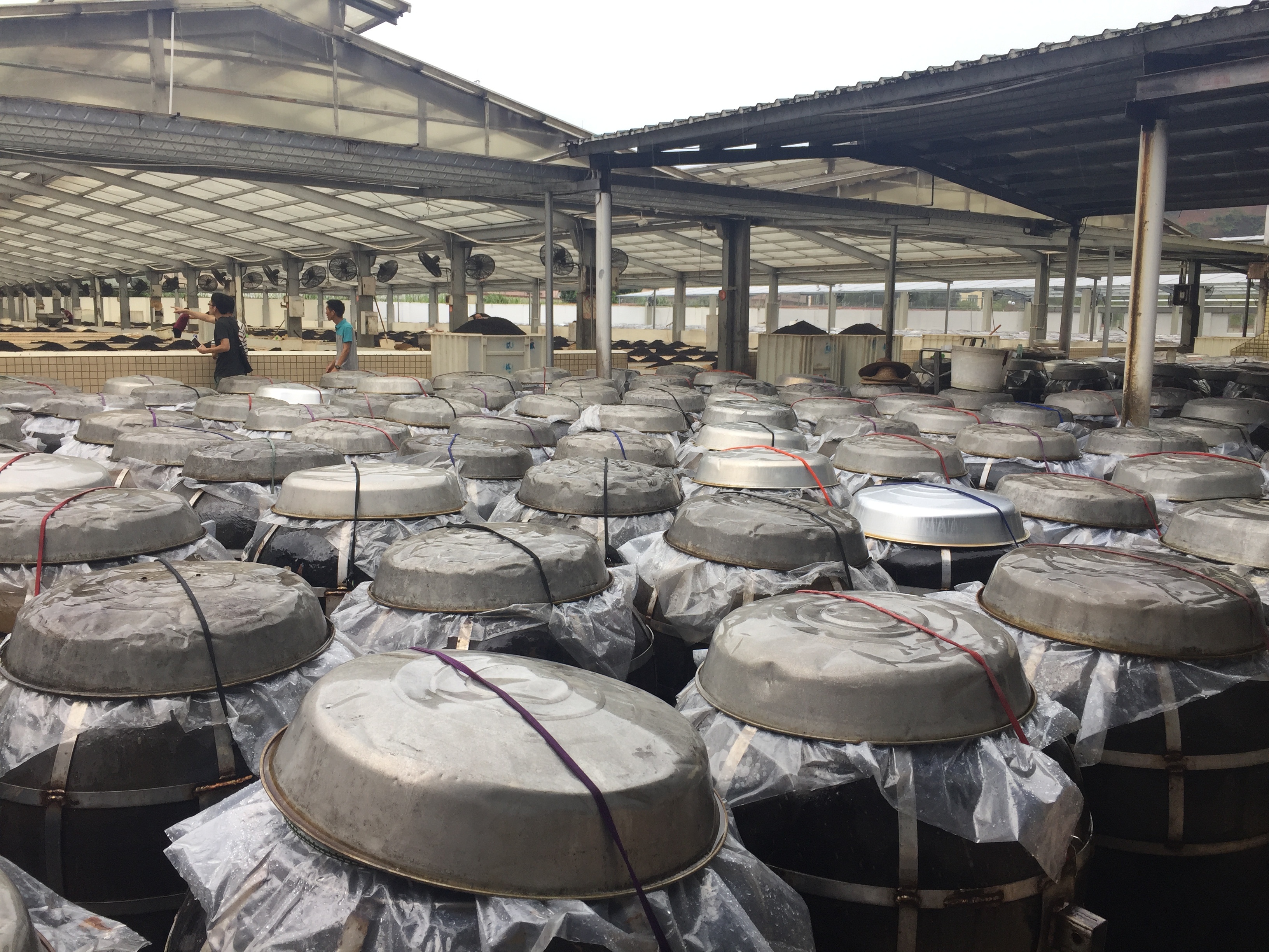 晾晒场，几百个豆豉埕(缸)铺陈开来。南方日报见习记者吴思旻摄。