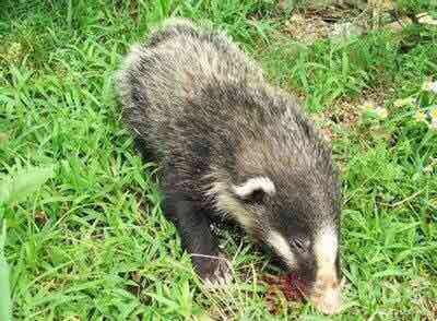 四肢粗短,头大颈粗,耳小眼也小,尾短,其整个身体呈现黑白两色混杂,背