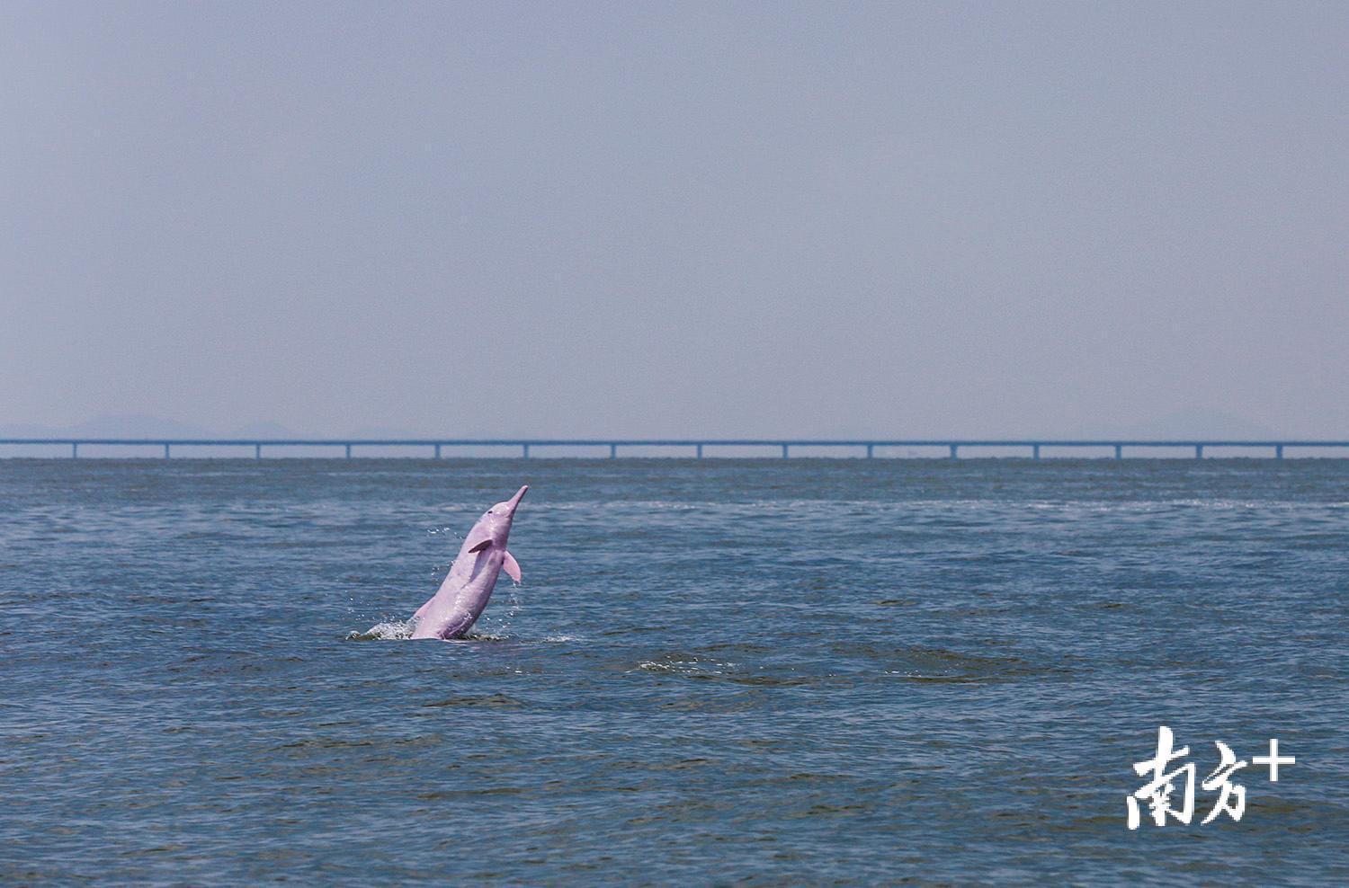△2018年8月7日，一只成年中华白海豚突然跃出海面，背景不远处正是雄伟的港珠澳大桥。